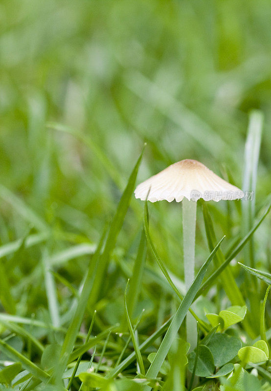 小棕色野生蘑菇微距