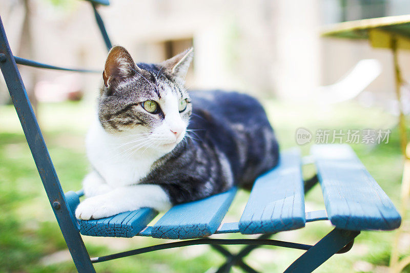 一只猫躺在花园的椅子上。