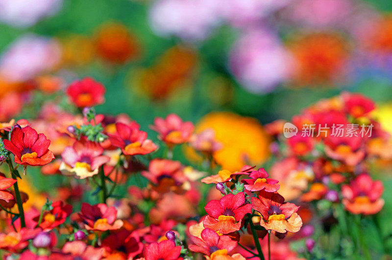 粉红色开花植物特写镜头