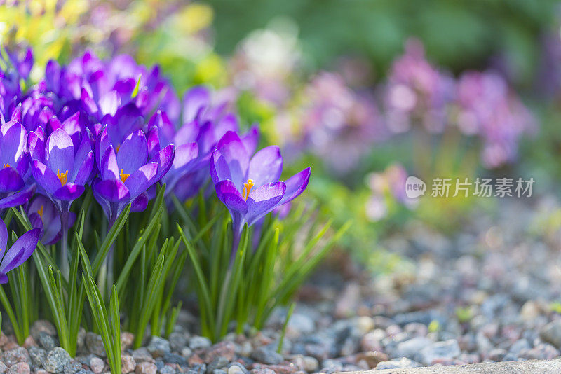 藏红花盛开在春日的阳光下