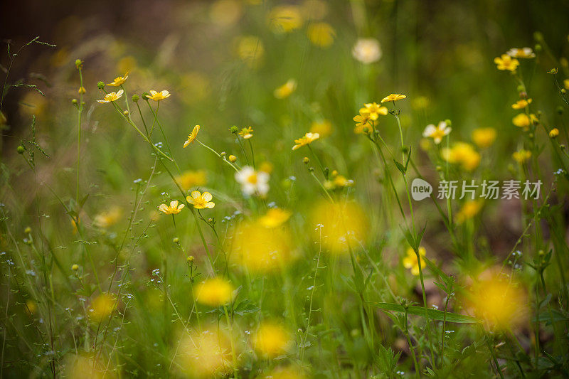 黄色的花