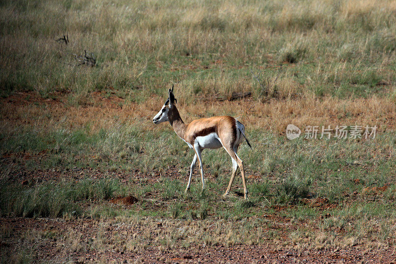 纳米比亚:纳米比亚自然保护区的跳羚