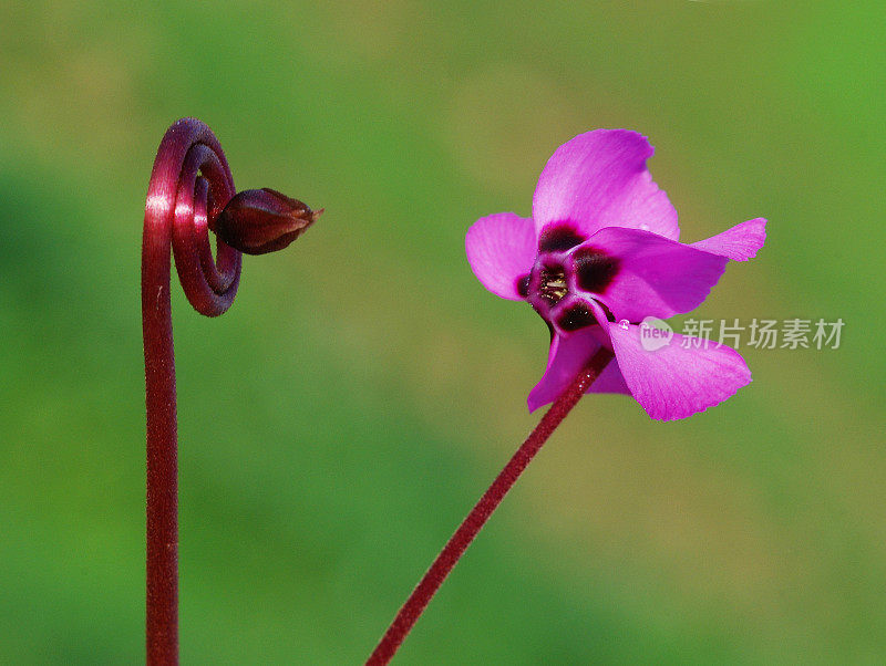 仙客来trochopteranthum