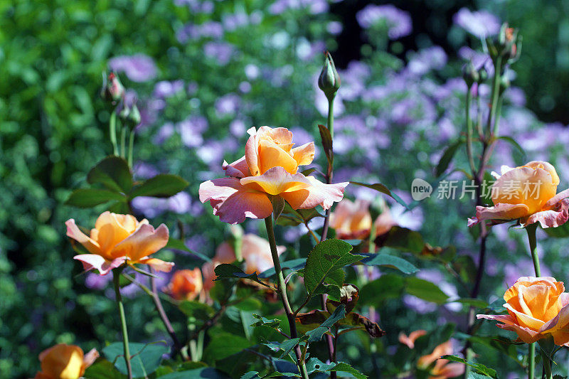 茶玫瑰和锦葵