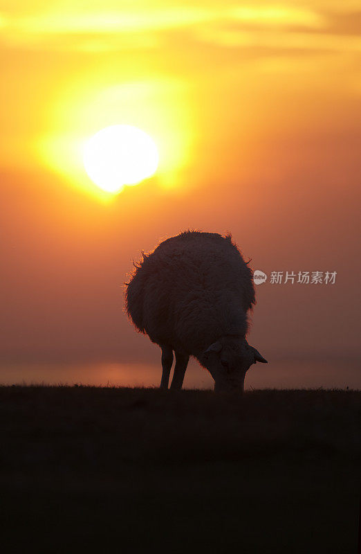 羊与日落