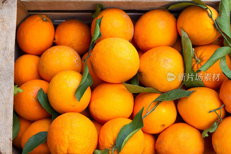 一箱新鲜采摘的带叶子的橙子，意大利西西里岛