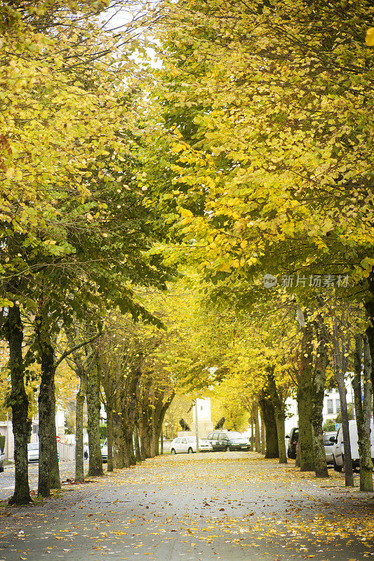 秋天的时候，在城市里，美丽的小路。