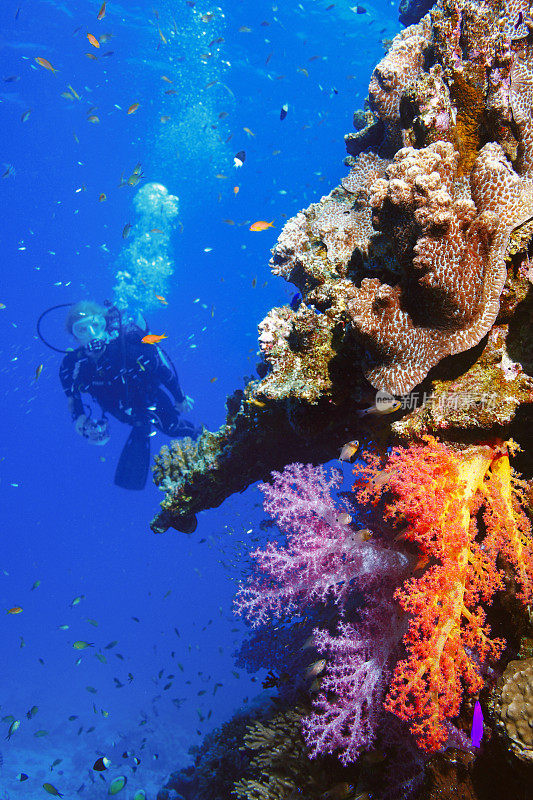 潜水者正在探索和享受珊瑚礁海洋生命运动女性水下摄影师