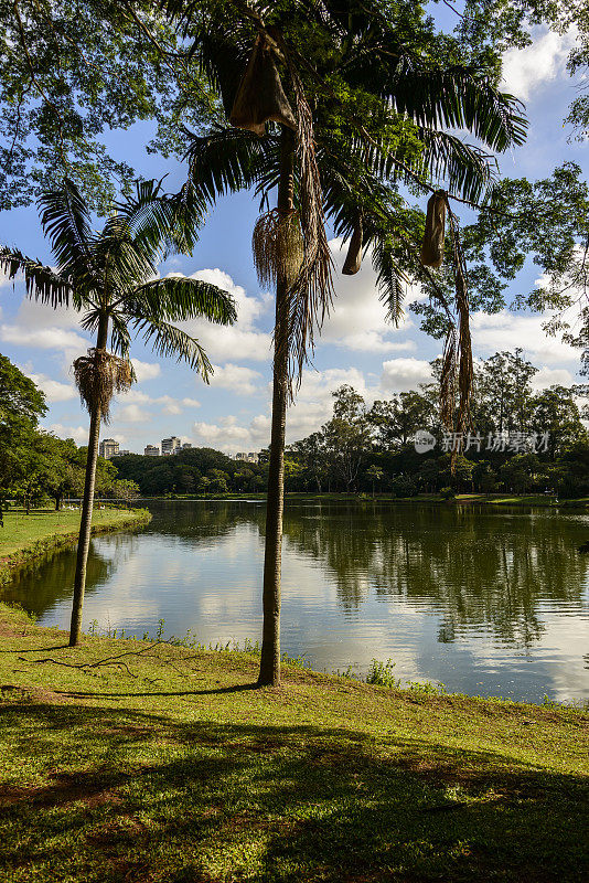 巴西圣保罗的Ibirapuera公园