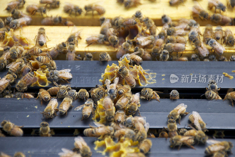 蜜蜂在蜂巢的蜜框上