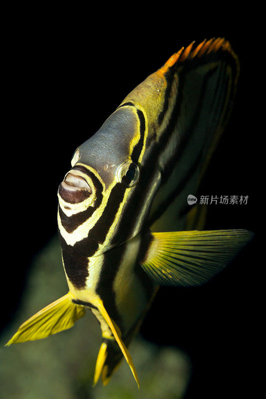 塞舌尔，Praslin，前视图，夜晚的纹蝶鱼。