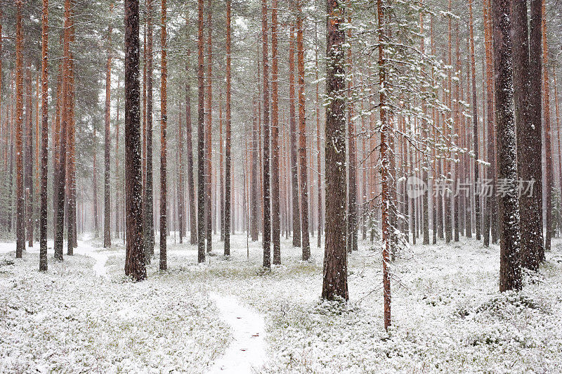 降雪中的松林