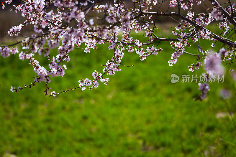 林芝桃花