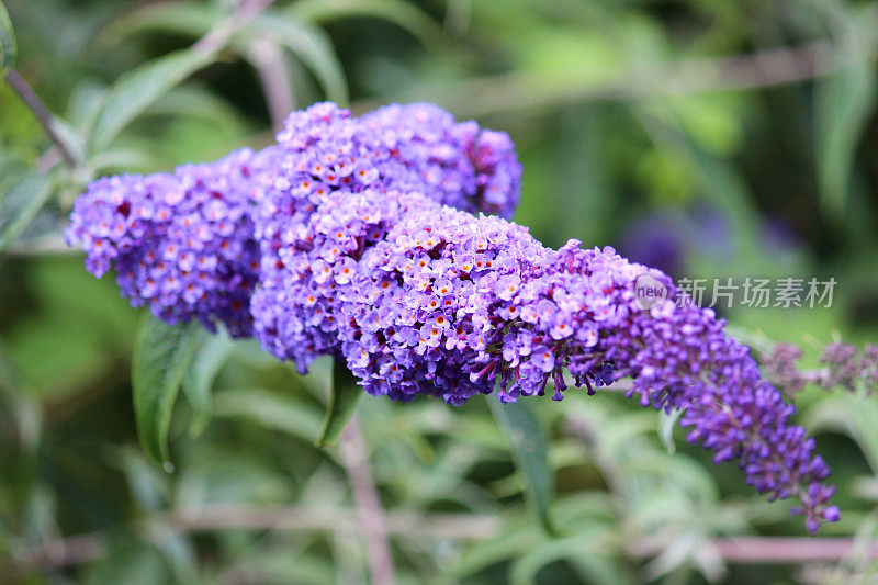 野生紫佛花(佛)的形象，蝴蝶丛