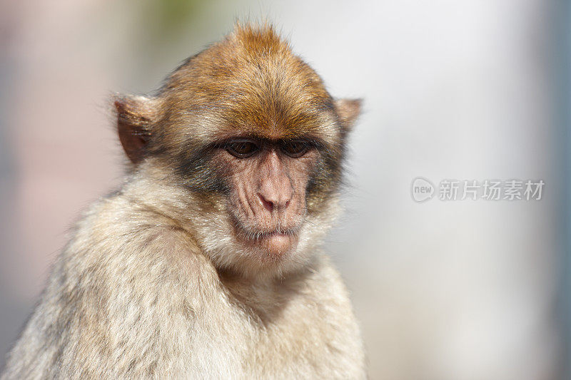 直布罗陀巴巴里无尾猕猴画像