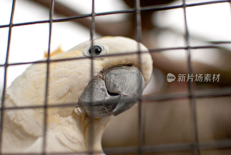 热带白鹦鹉凤头鹦鹉