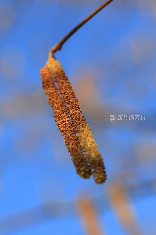 榛子开花了缺陷