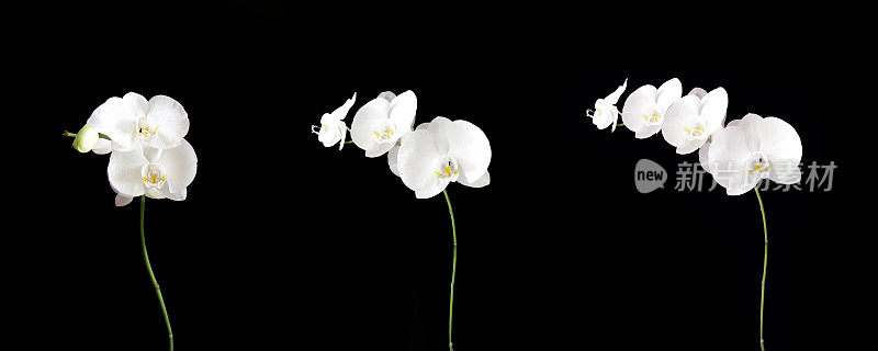 白色的兰花生长