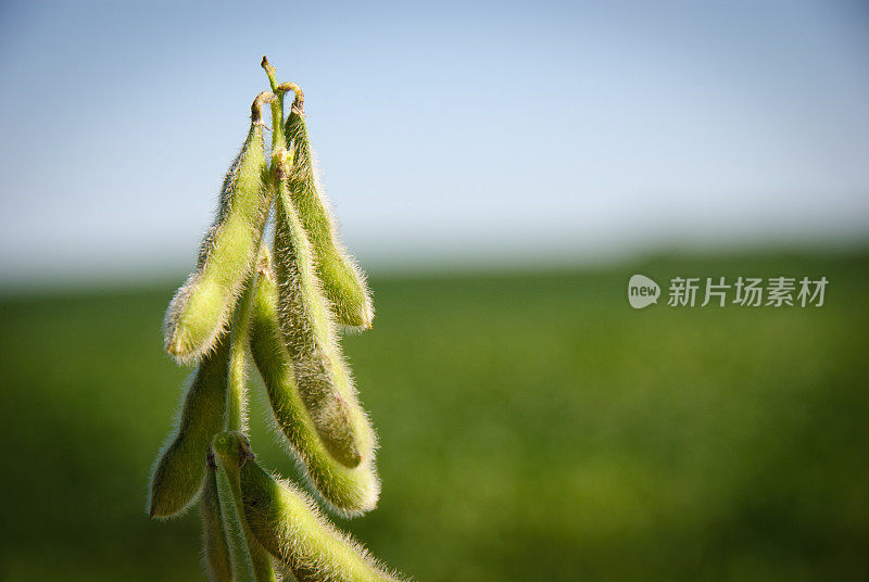 大豆豆荚