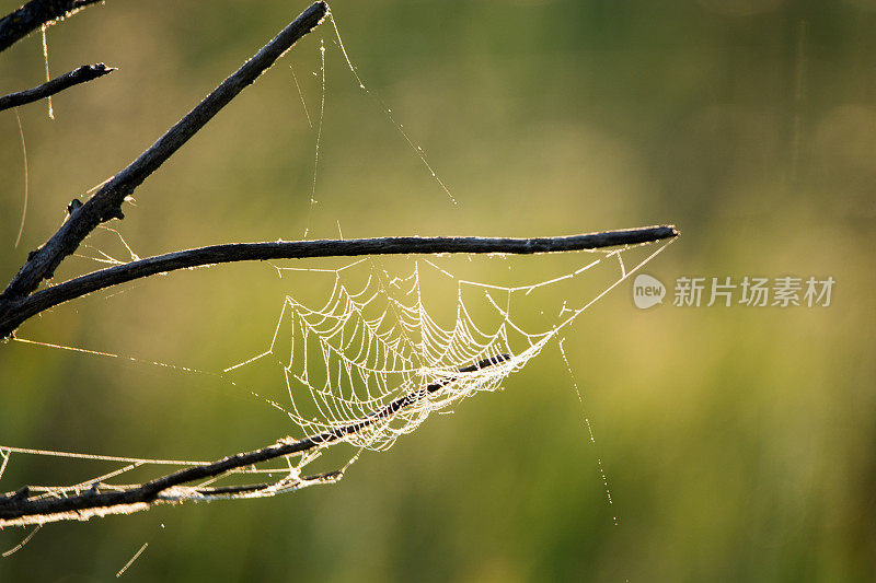 老蜘蛛在一个潮湿的清晨织网