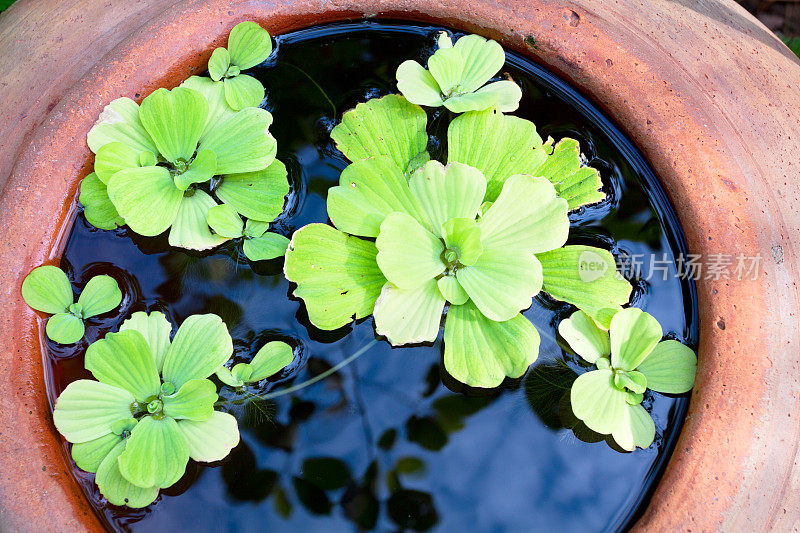 水生植物