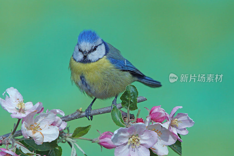 蓝山雀在开花的苹果枝上