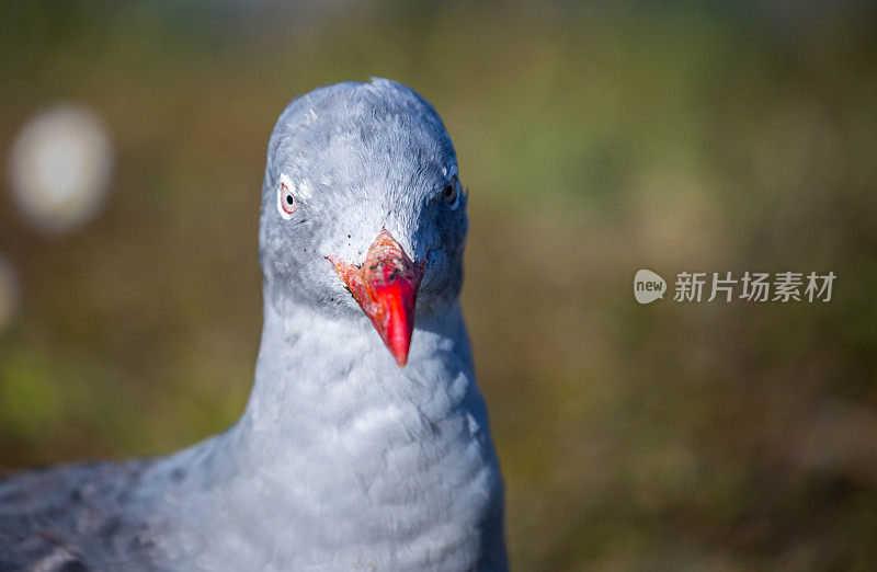 阿根廷:乌斯怀亚的海豚海鸥