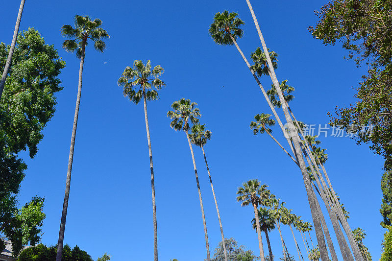 洛杉矶的棕榈树