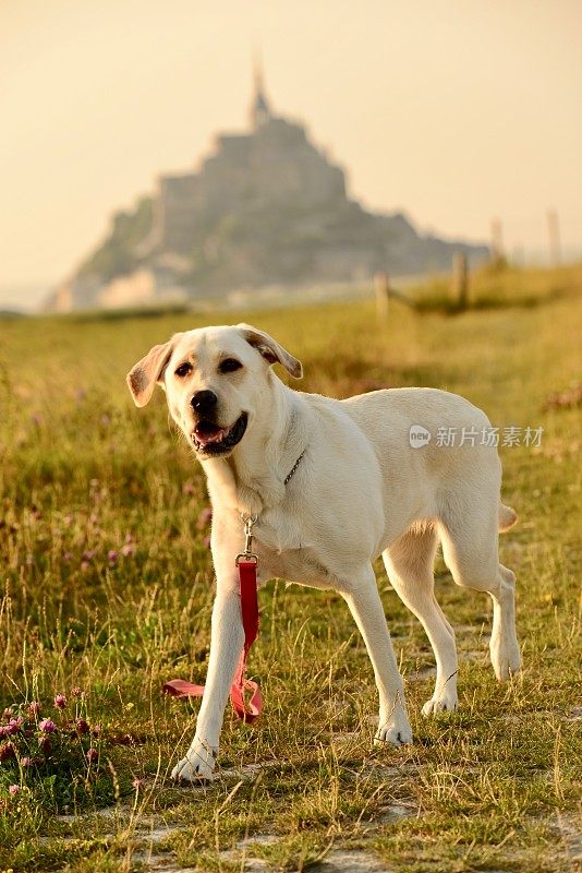 拉布拉多寻回犬