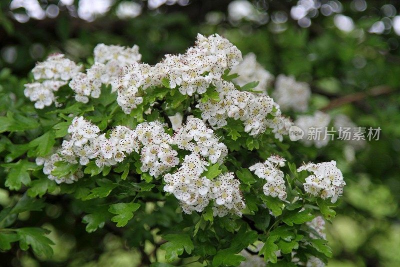 山楂或五月花开花