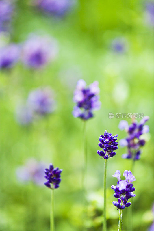 田野里的薰衣草