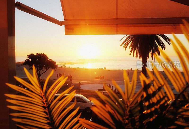开普敦的日落，透过棕榈叶的背光