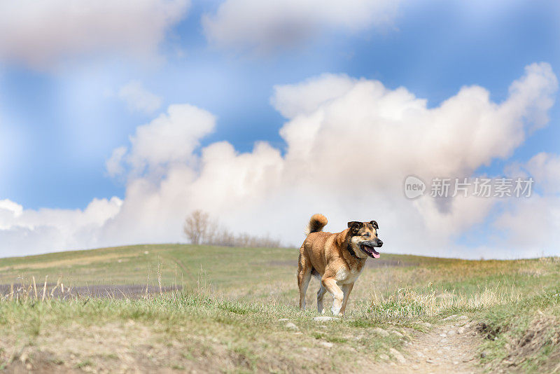 健康的老年杂种狗在山坡上奔跑。