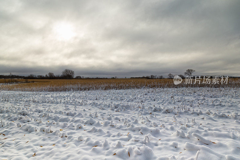雪中的玉米地