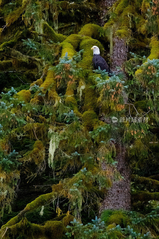 秃鹰栖息在苔藓覆盖的树上