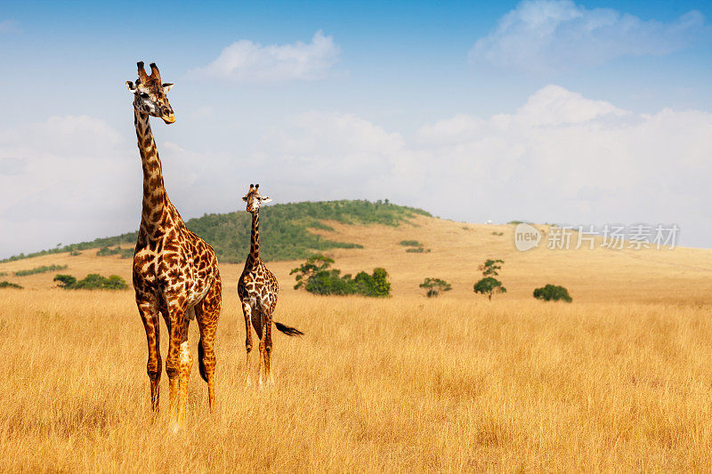 马赛长颈鹿在热带大草原的干草上行走