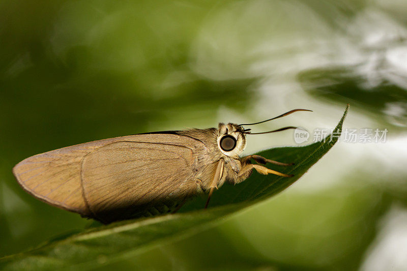绿色叶子上的棕锥蝴蝶(Badamia感叹是fabicius,1775年)。昆虫的动物