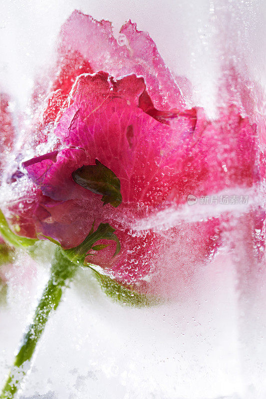 玫瑰被冻成冰块