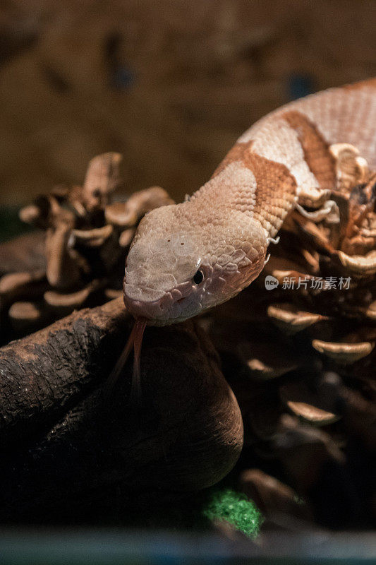 铜头蛇(蝮蛇)-饲养在水族箱中的一种外来毒蛇