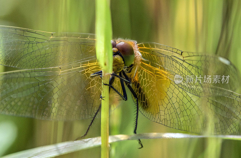 Yellow-winged镖鲈