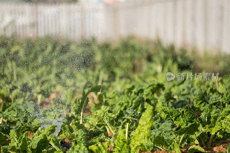 菠菜叶子得到一些水