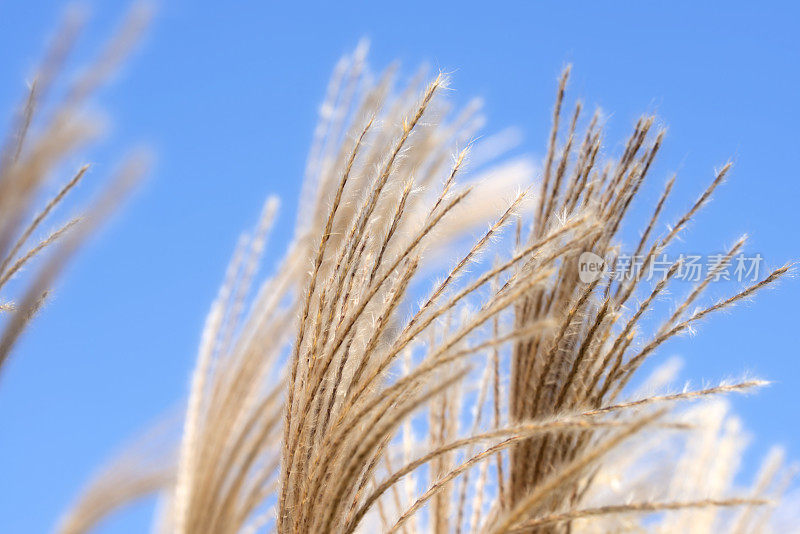 Miscanthus-Shining银草