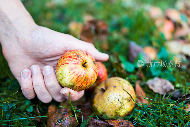 男人的手捡起一个苹果落在草地上，新鲜的苹果在采摘农场的近距离碰伤