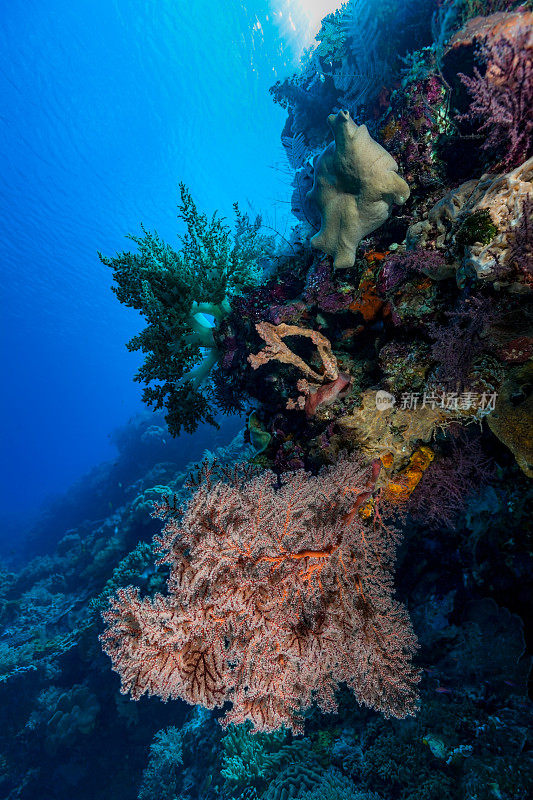 柳珊瑚海扇和树皮珊瑚，陡峭的斜坡，班达海，印度尼西亚