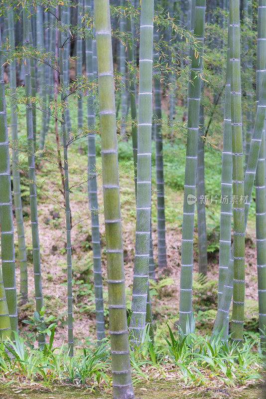 日本京都竹林的竹林密度细节