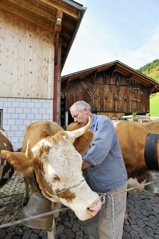 瑞士奶农与牛