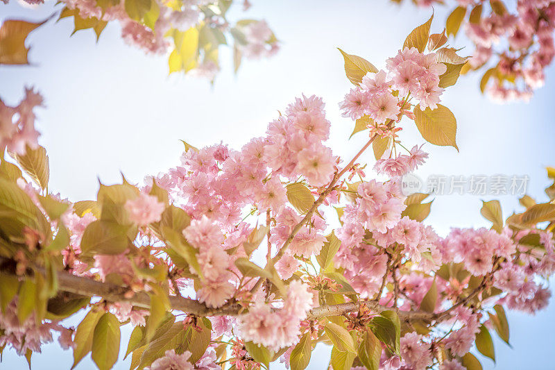 的樱花