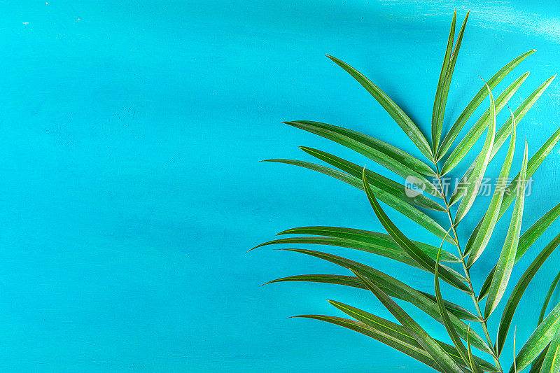 尖棕榈树叶上画浅蓝色墙背景。明亮的早晨阳光泄漏。时髦的风格柔和的颜色。海滨度假乐趣旅游时尚概念。本空间