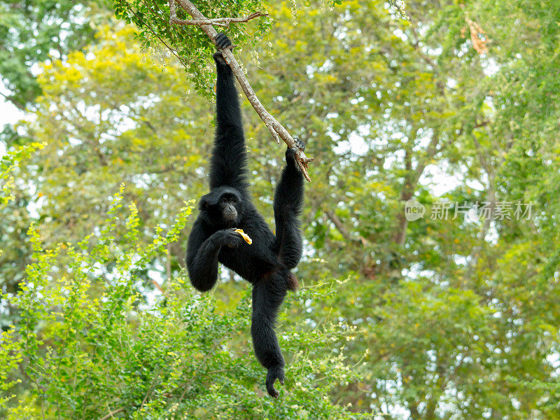 长臂猿在树枝上荡来荡去，吃着香蕉