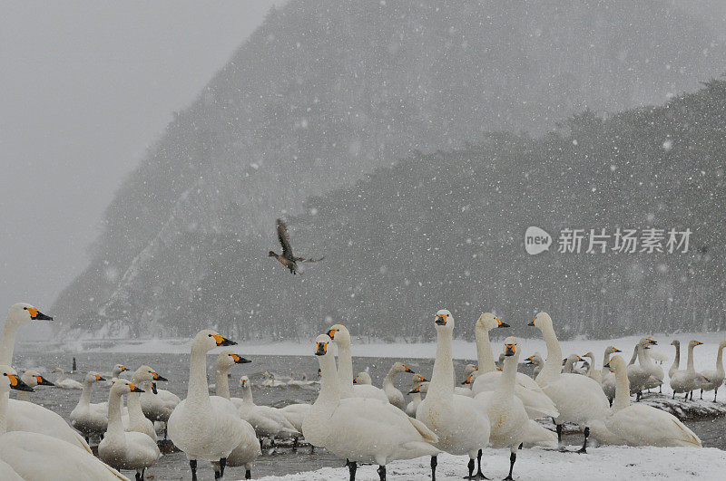 福岛县稻川湖大雪下的候鸟